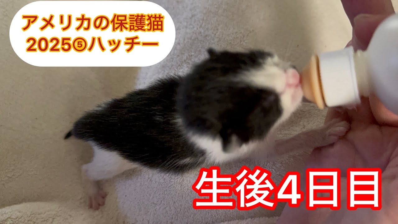 １匹で保護された生後４日目の子猫