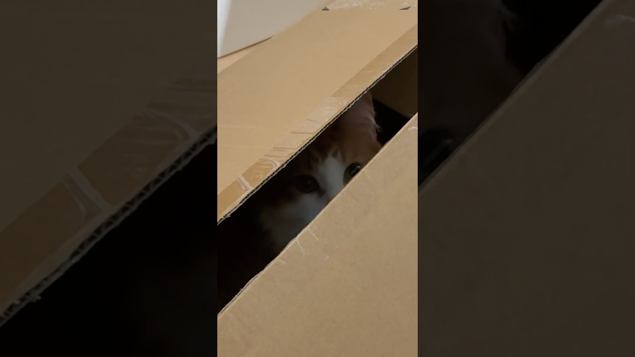 ネッコさん「おかわりいただけただろうか…」#猫 #catvideos #cat #メインクーン #mainecoon #ねこ #猫のいる暮らし #猫動画 #ホラー #horror #voicevox