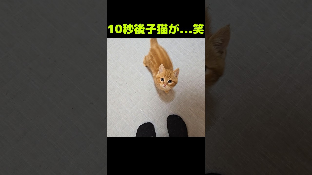 10秒後子猫が...笑#shorts