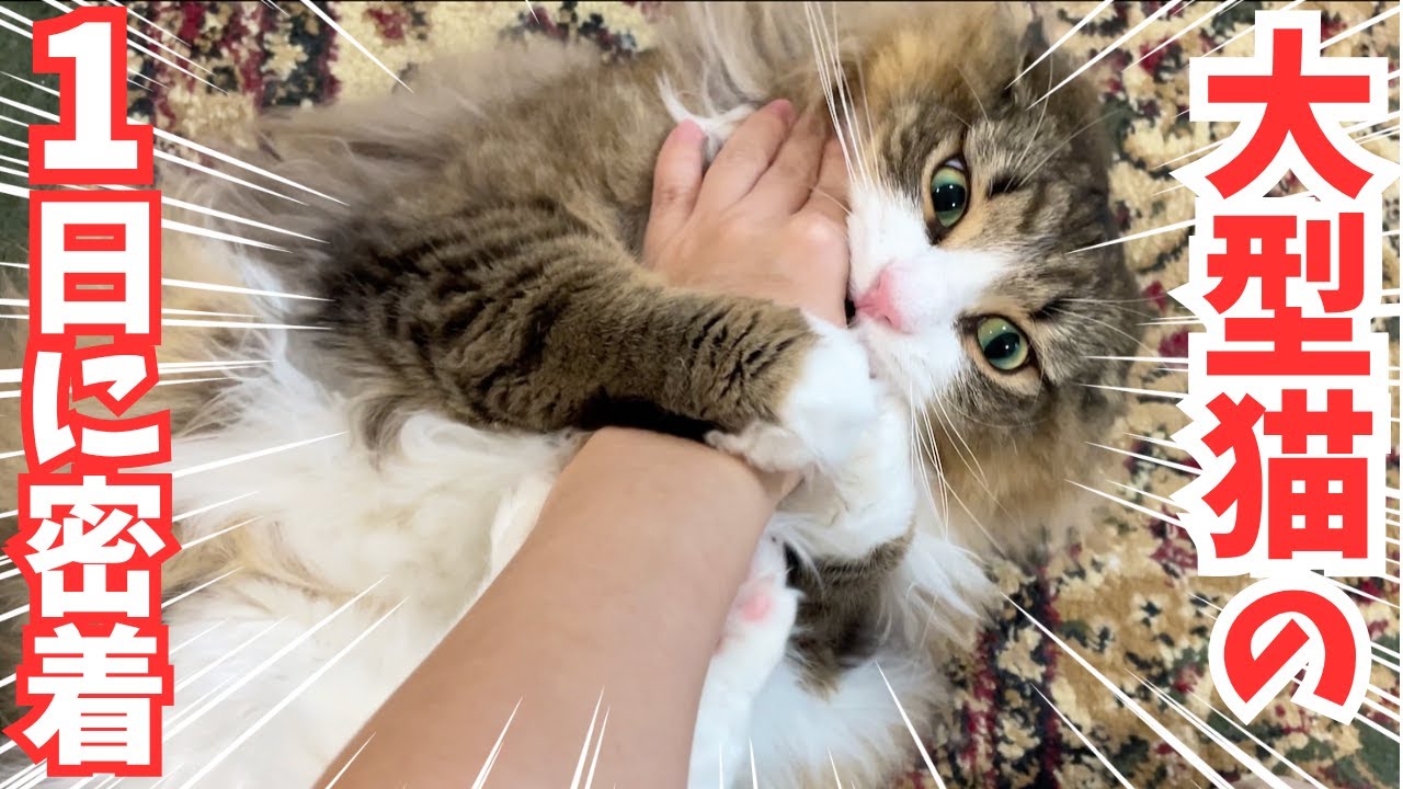 北欧猫の優雅な1日に完全密着します【ノルウェージャン】