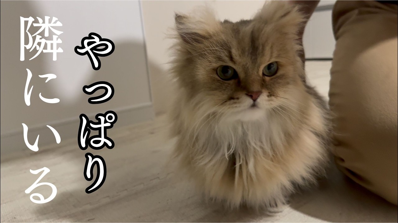 隙あれば側にばかりいる甘えん坊猫