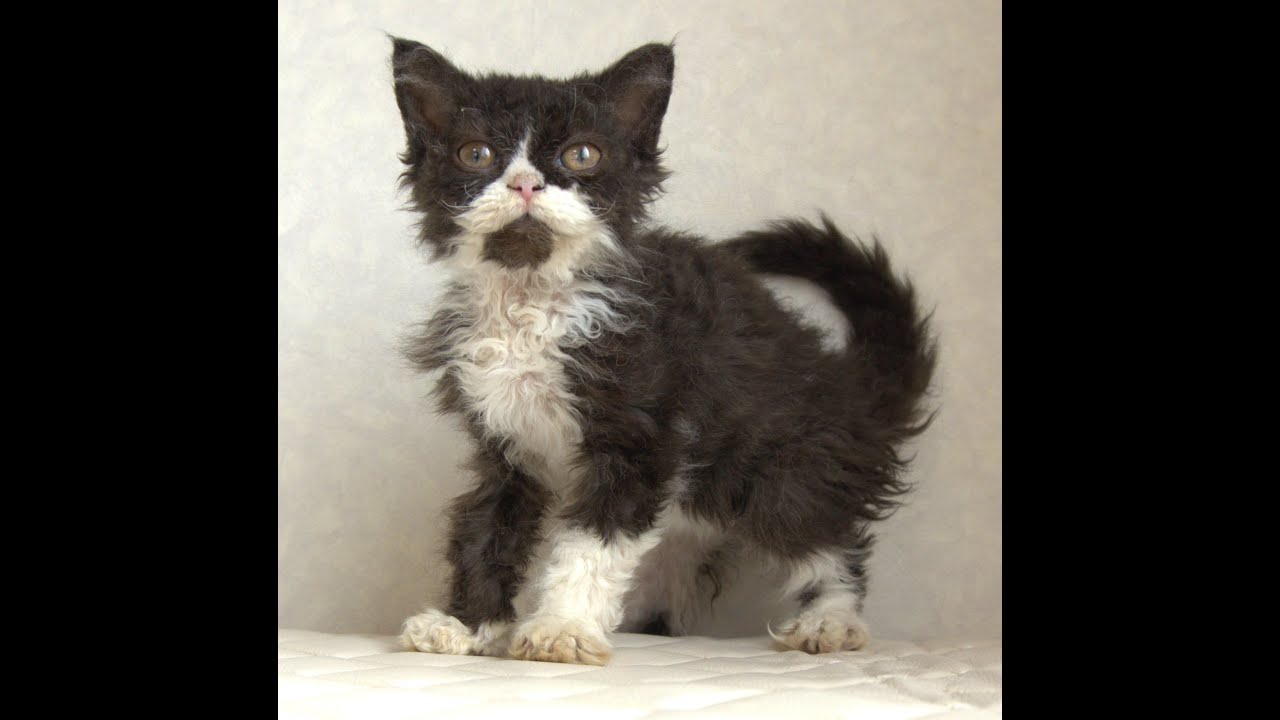 セルカークレックス子猫　Selkirk Rex　2025.4.12産まれ　ブラック＆ホワイト　巻き毛　女の子　シーダキャット猫のお店