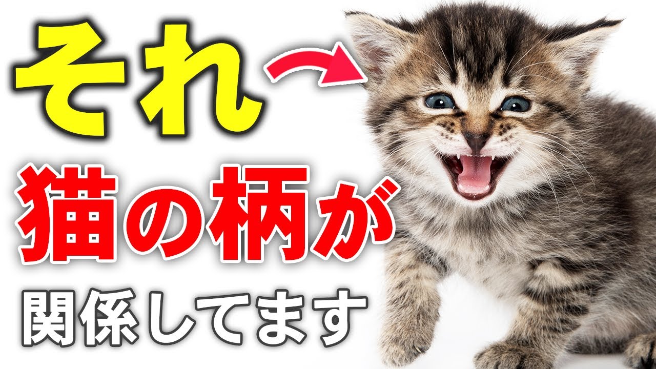 猫の種類と性格の意外な関係！日本に多い猫の柄10種類の性格を解説