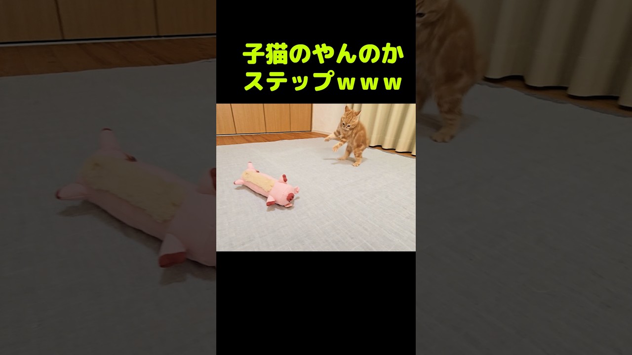 子猫のやんのかステップがかわいい...笑#shorts