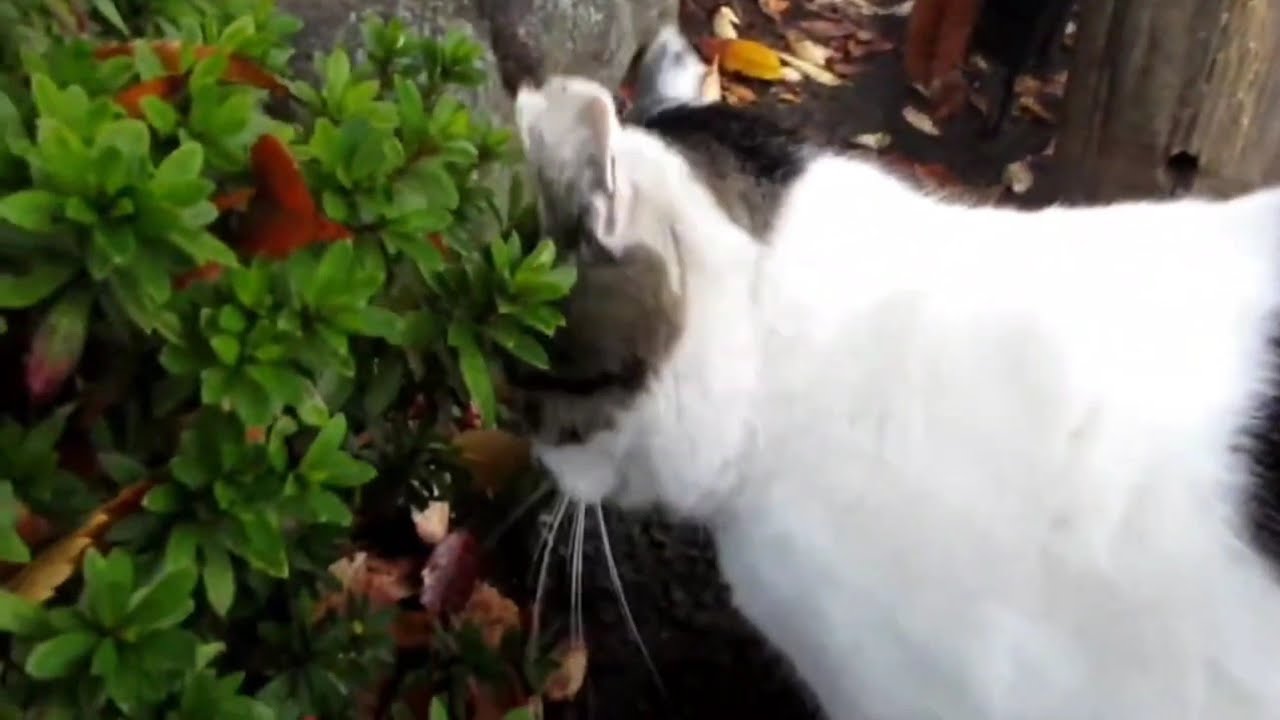 [野良猫]嬉しくて頭を突っ込んじゃうキジ白猫が可愛すぎる！[straycat]The cat that shows off its claw polishing is cute!