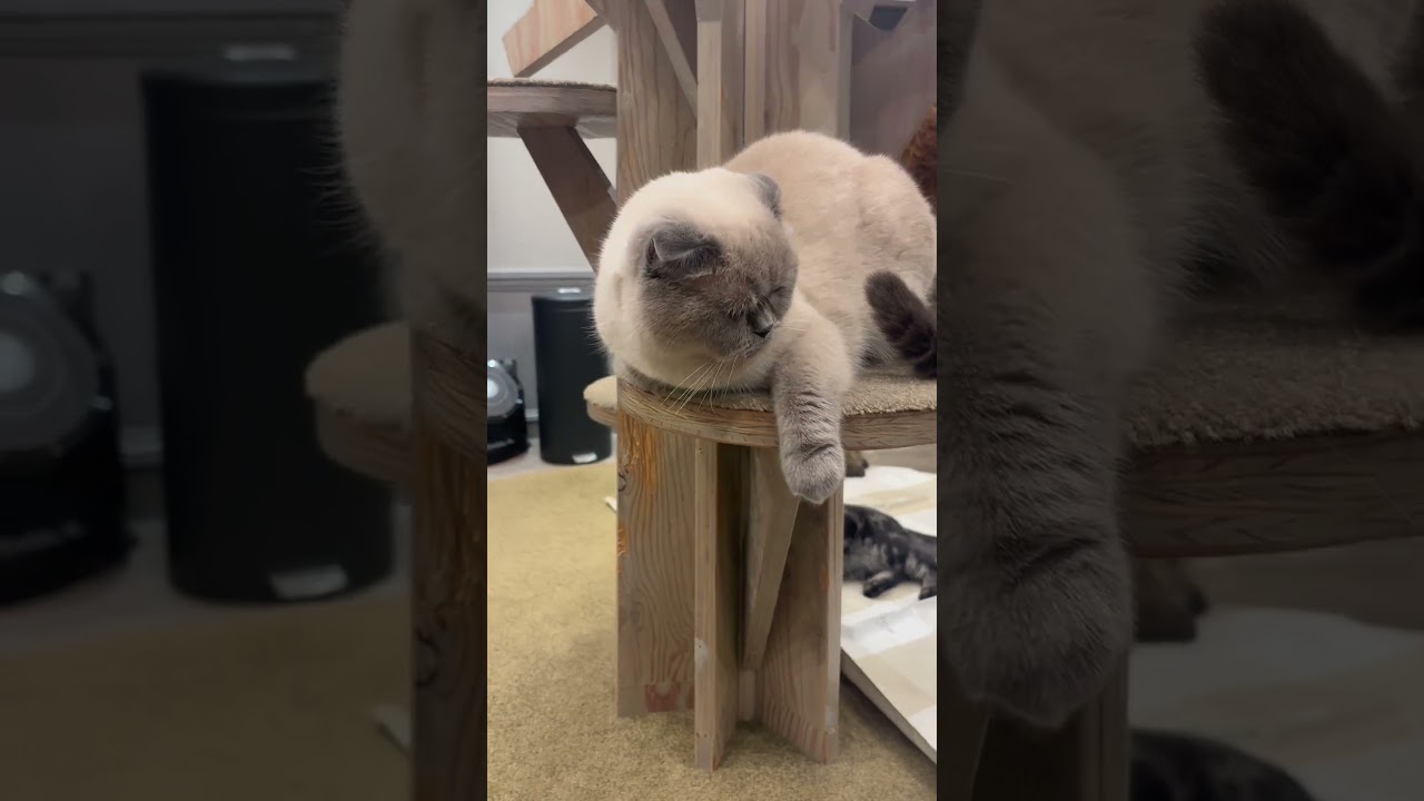 スコティッシュフォールドってどんな猫？ #猫カフェmocha #猫のいる暮らし #猫好きさんと繋がりたい