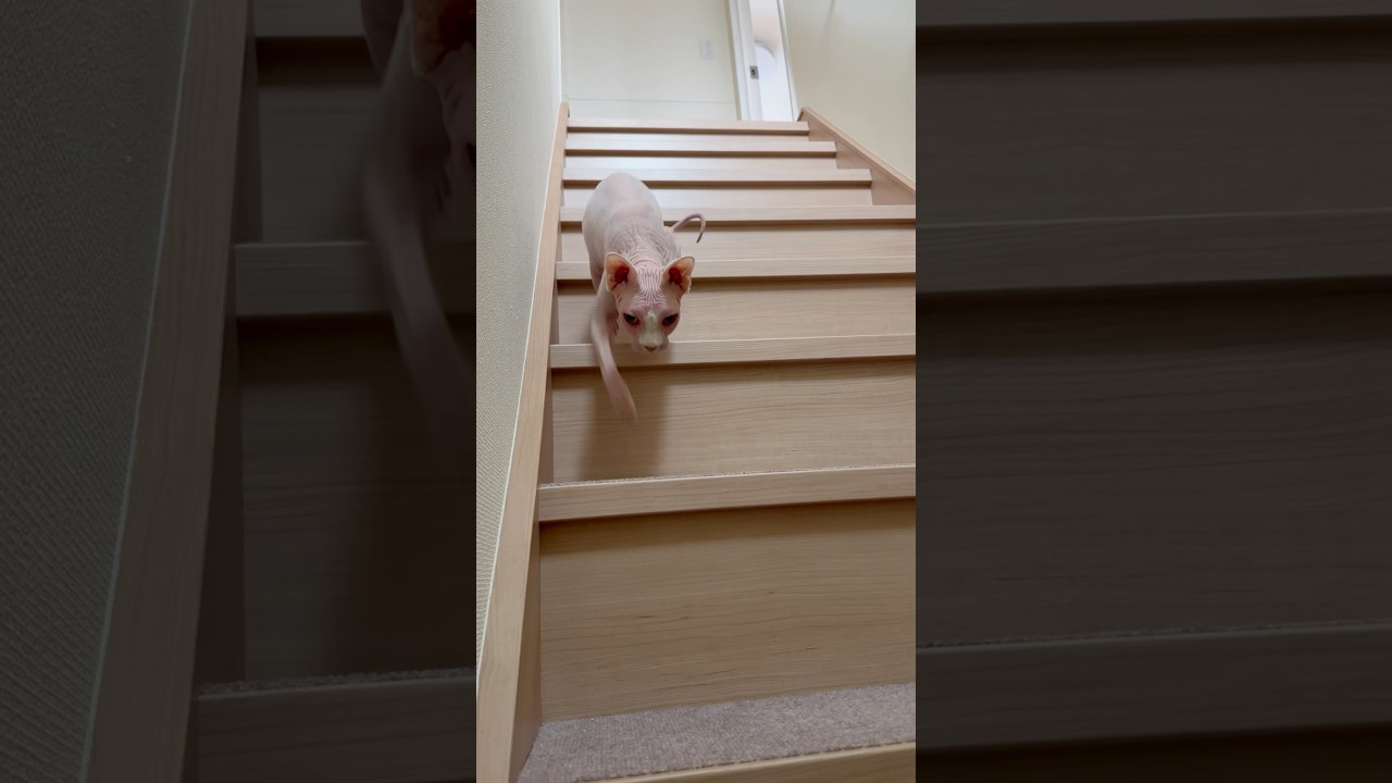 階段を降りてくる毛のない猫が可愛い【スフィンクス】