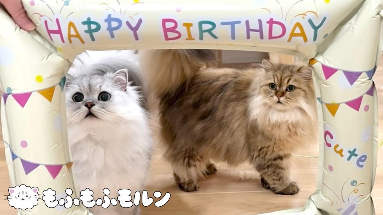 もふもふ妹猫の2歳の誕生日 【サイベリアン】
