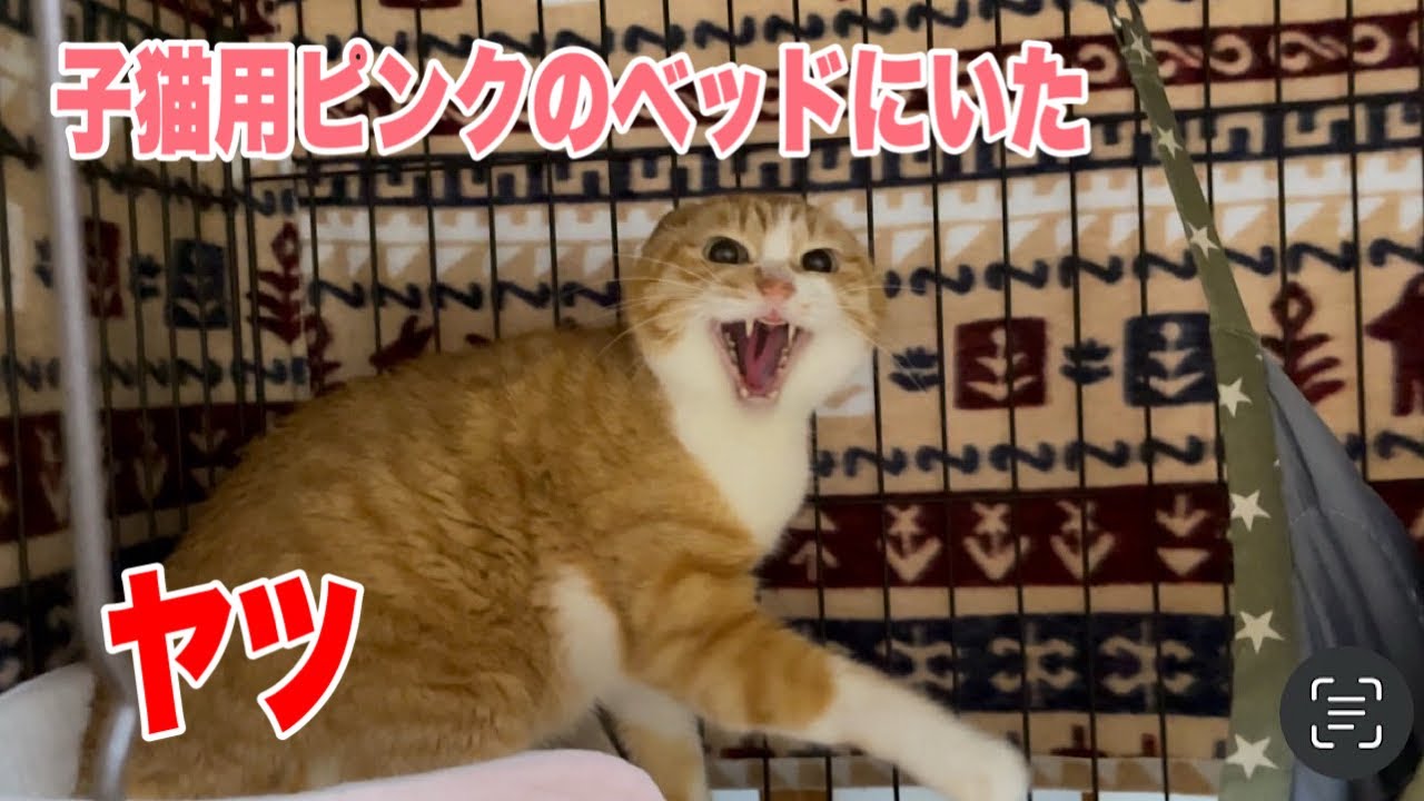【なじゅDAY】彼は子猫用の小さなベッドでネンネしてました