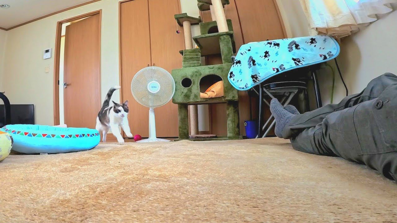 唸り声をあげたら速攻で飛んで来た猫ペポ🚀