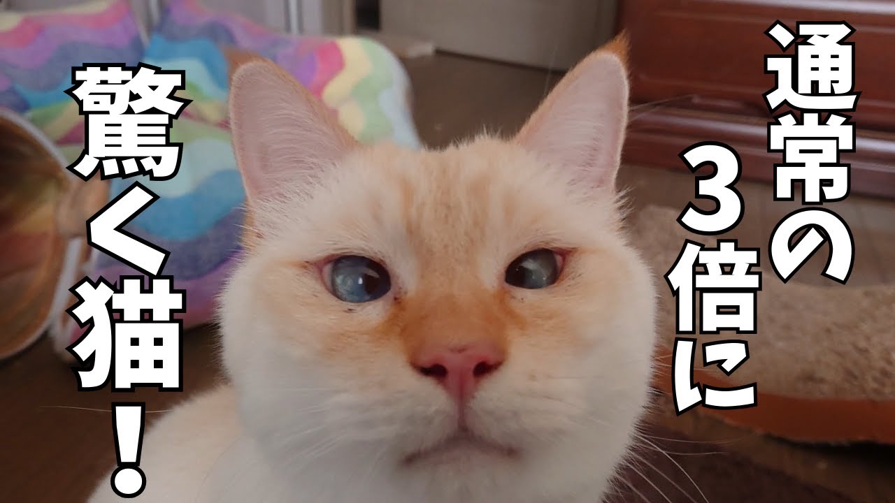 飼主が休みの日の、いつもとは違う猫達の日常とは？！