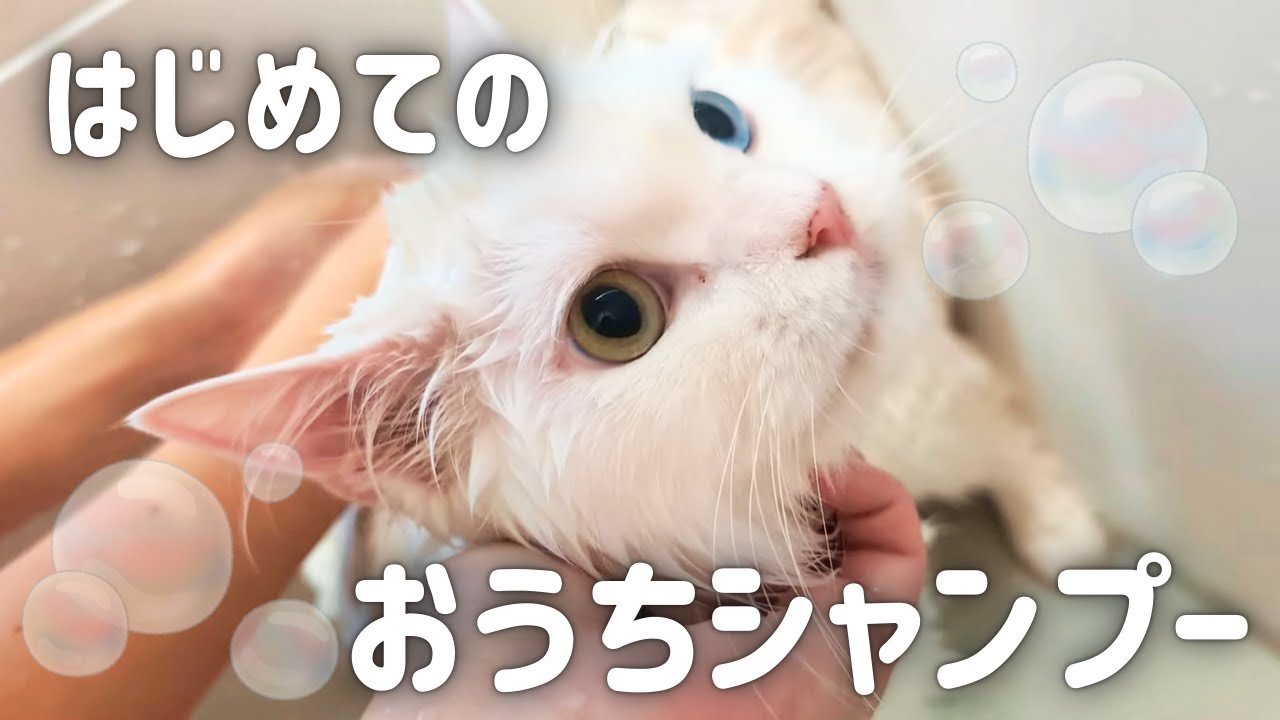 長毛猫は水に濡れるとどうなると思う？初めてお家でお風呂に入りました✨