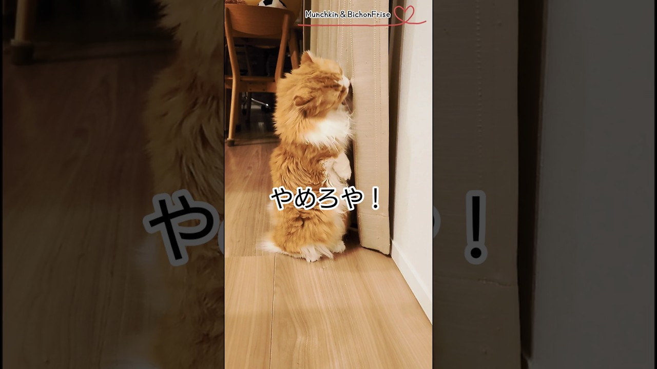 【マンチカン】あの…やめてください 【犬と猫、両方飼ってると毎日かわいい♥】
