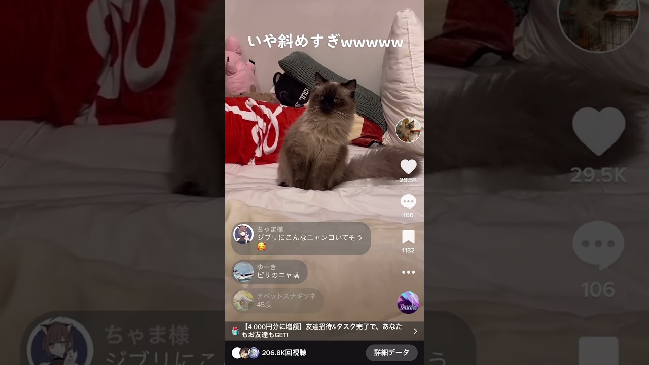 思ってた3倍斜めってるネコ#ネコ #猫 #ヒマラヤン