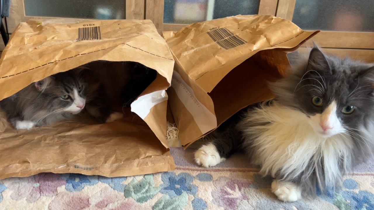 【プップー🚗】小さい袋をプレゼントしたよ♪♪♪ノルウェージャンフォレストキャットとターキッシュアンゴラ♡