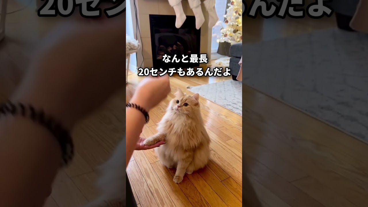 【ぺちゃもふニャンコ】ペルシャの可愛さがわかる一分解説