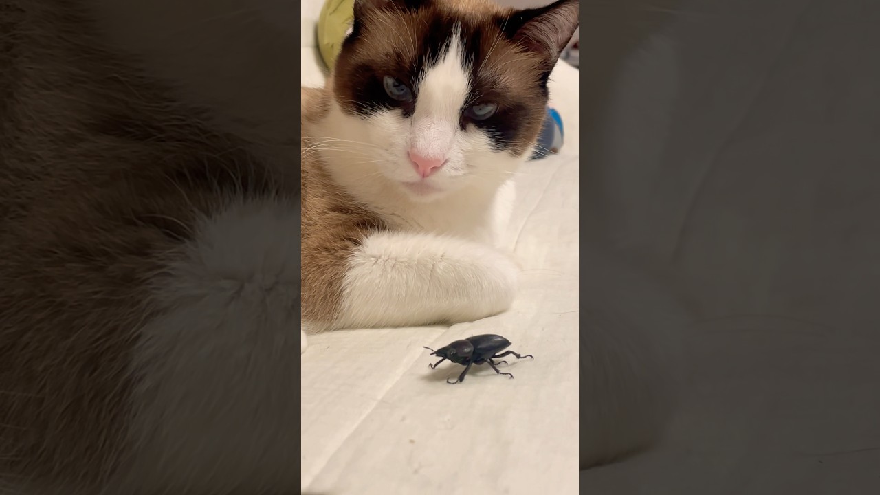 ウワサのこの子は可愛い過ぎるのにゃ #ねこ動画 #紫今 #ウワサのあの子