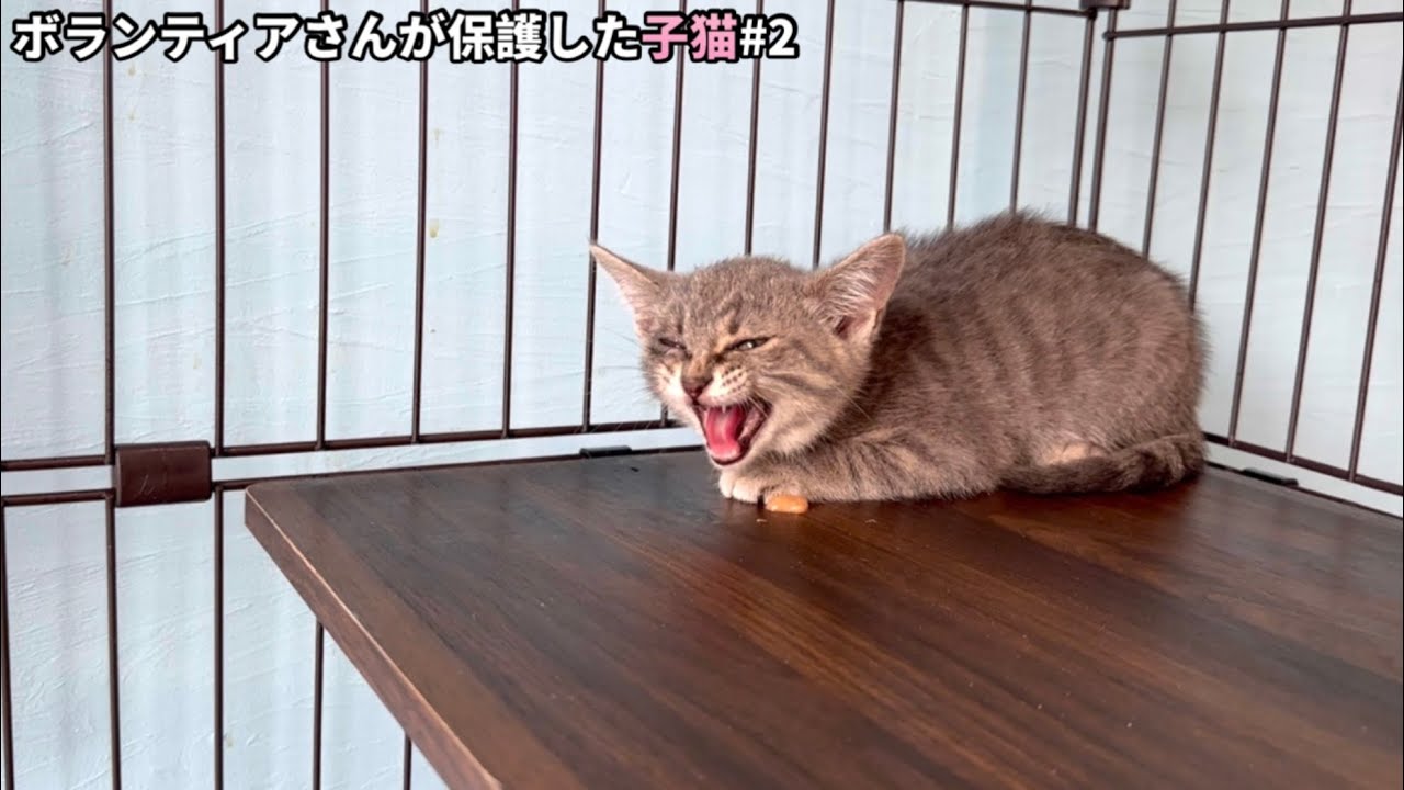 寂しくて鳴き叫ぶ子猫が勇気を持って距離を縮めてくれました。