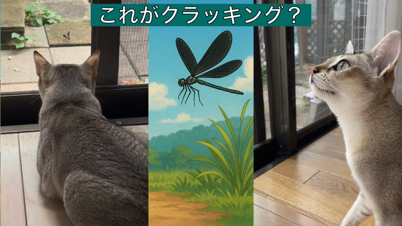 【シンガプーラ】これがクラッキング でしょうか？