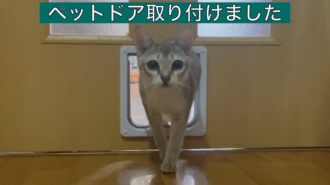 【シンガプーラ】ペットドアをリビングのドアにつけました