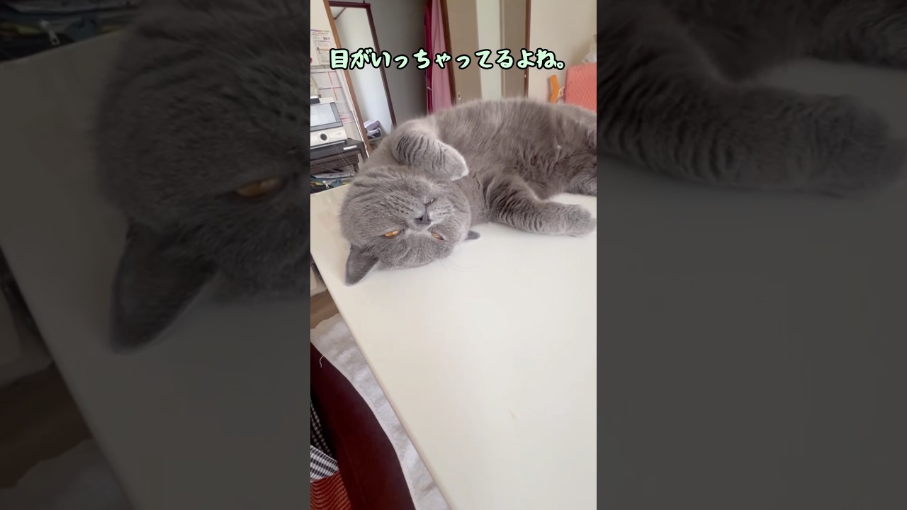 暑すぎて熱中症のブリティッシュショートヘアー #shorts #cat #animals #vlog #summer #japan #ねこ #猫 #夏 #動物 #日本 #目 #eyes #클로바더빙