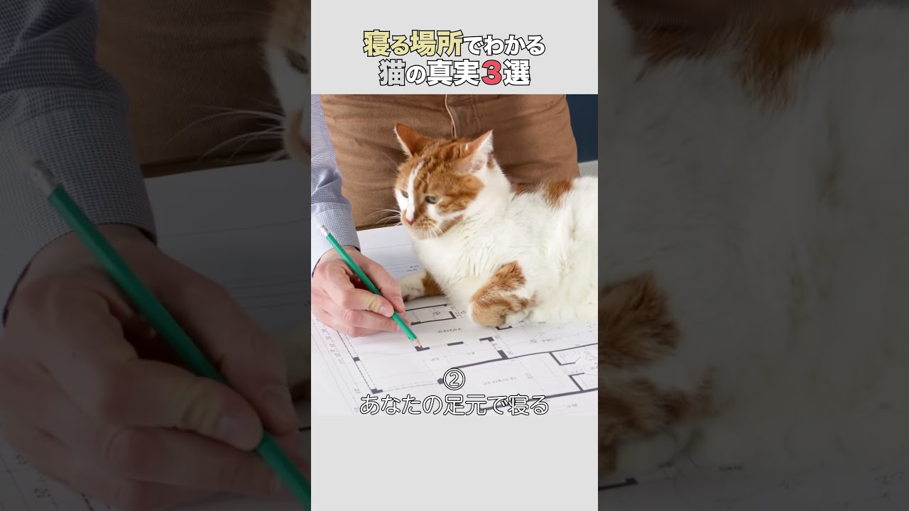寝る場所でわかる猫の真実3選　#猫 #ねこ #ねこのいる生活