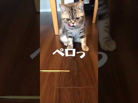 アメリカンドッグ好きのアメリカンショートヘア【ペロペロ太郎右衛門】