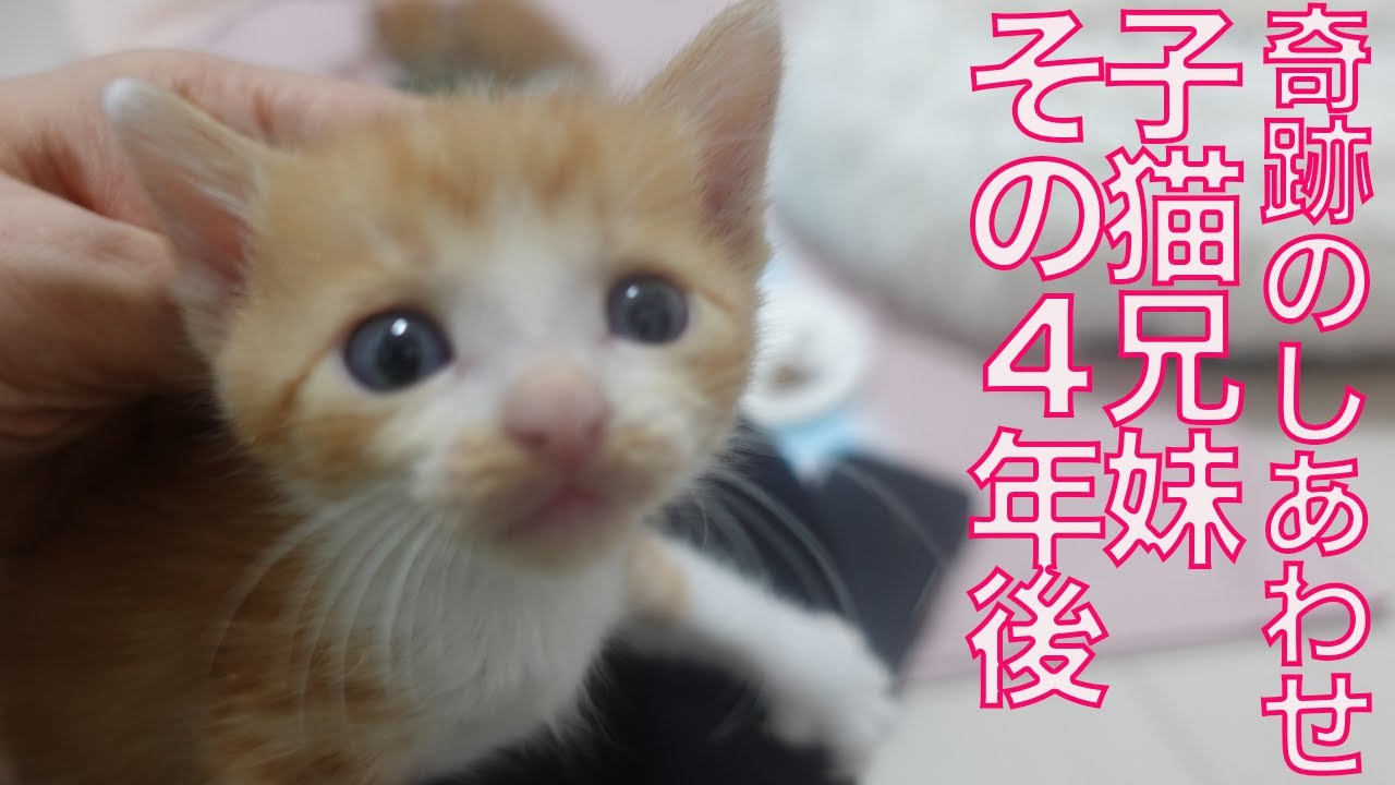 成長を危ぶんだ子猫たち、その4年後の幸せ通信 The rescued kitties 4 years after