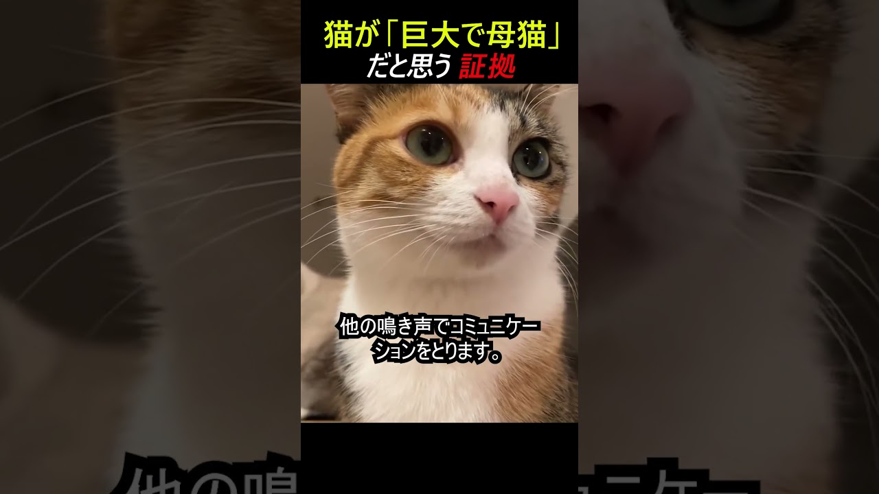 猫が「巨大で毛のない母猫」と思っているという証拠