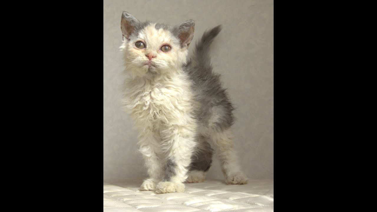 セルカークレックス子猫　Selkirk Rex　2025.4.12産まれ　ダイリュートキャリコ　巻き毛　女の子　シーダキャット猫のお店