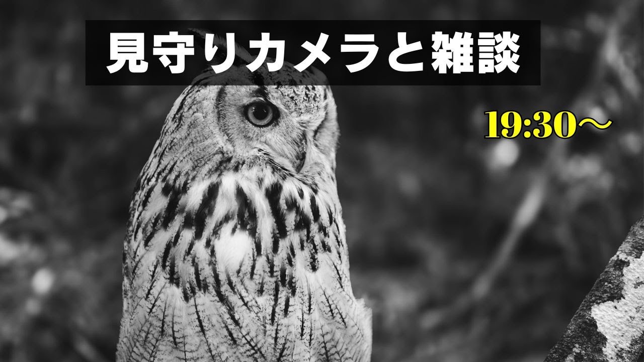 フクロウパパの少しだけ雑談ライブ