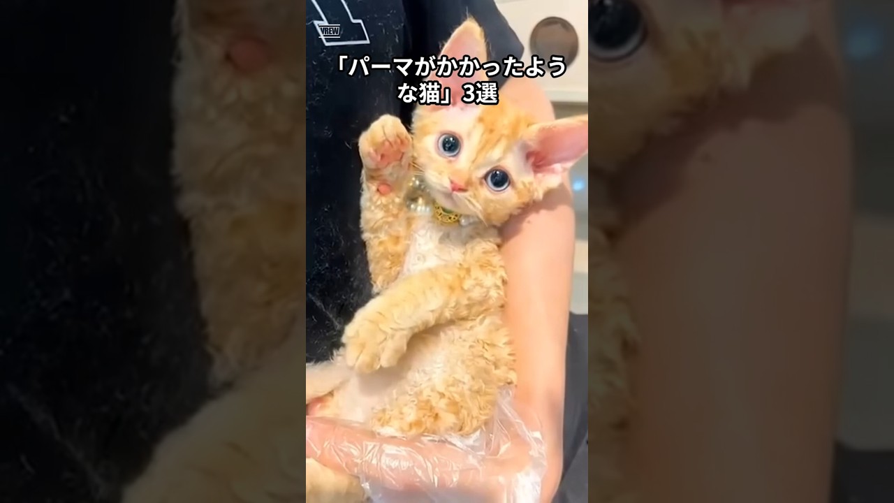 パーマかかってる猫さん達 #ねこ #short #ふわふわ