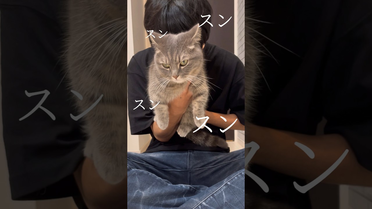 猫吸い中毒者の日常がこちらです...#shorts #猫 #マンチカン