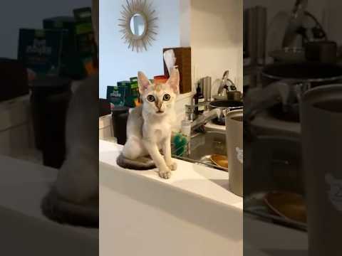 【子猫かわいい】お出迎えしてくれるシンガプーラが可愛すぎる #子ネコ #好きな子猫 #ねこ