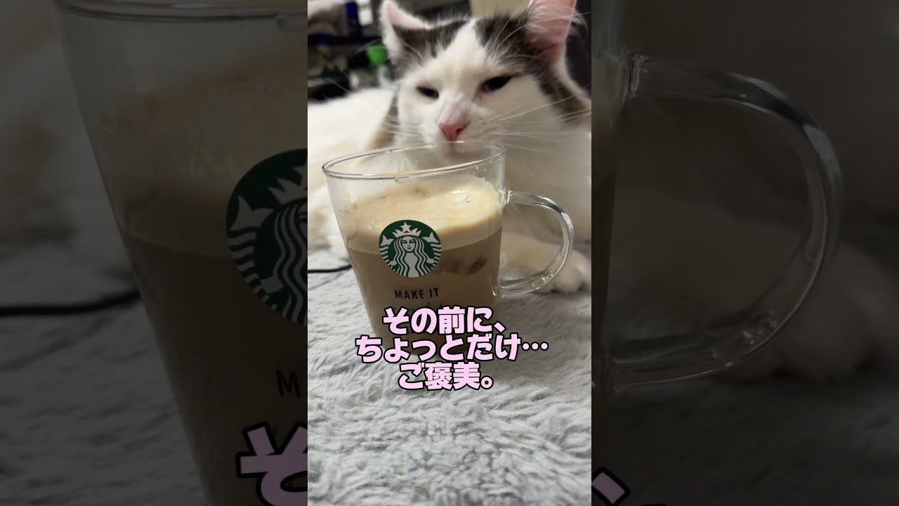朝、コーヒーと猫がいれば、だいたいなんとかな？。#ノルウェージャンフォレストキャット #猫のいる暮らし #norwegianforestcat #cat #meow