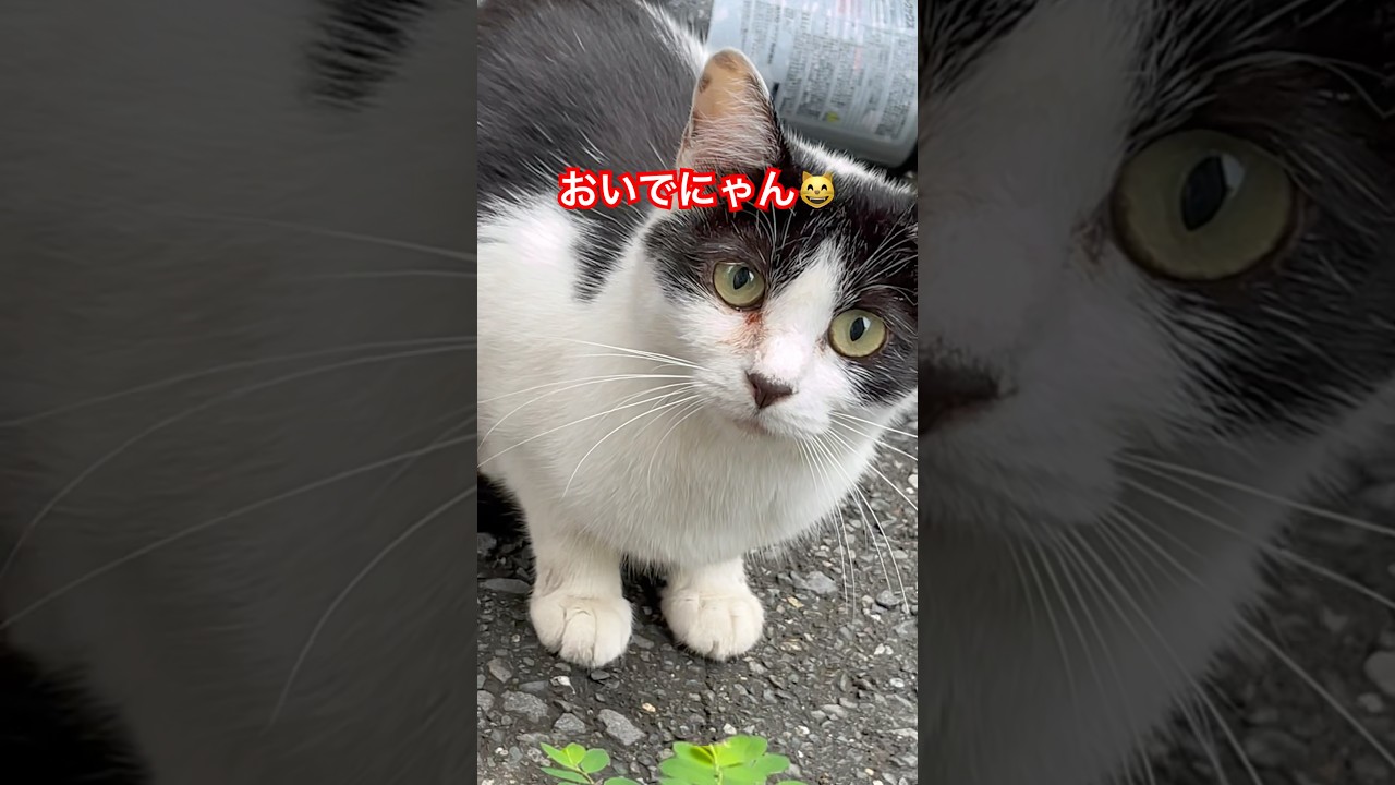 翌朝も白黒ちゃん来たにゃ😸#ねこ#japan#cat#shorts #野良猫#癒し#猫#猫動画#おすすめ