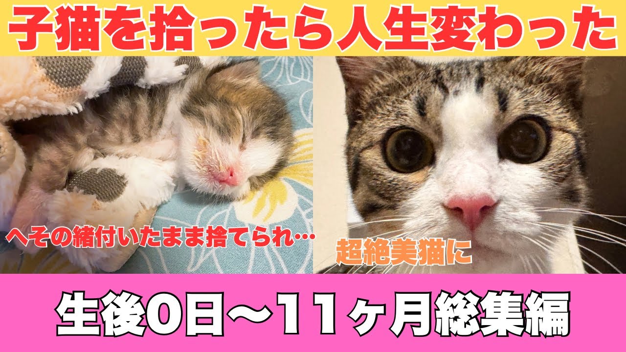 生まれたての子猫を拾ったら人生変わった【生後11ヶ月総集編】