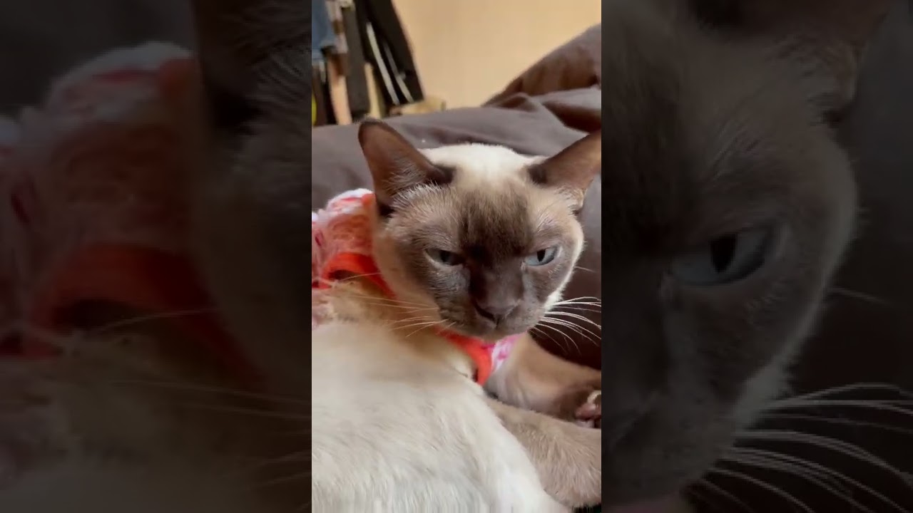 眠そうなトンキニーズ