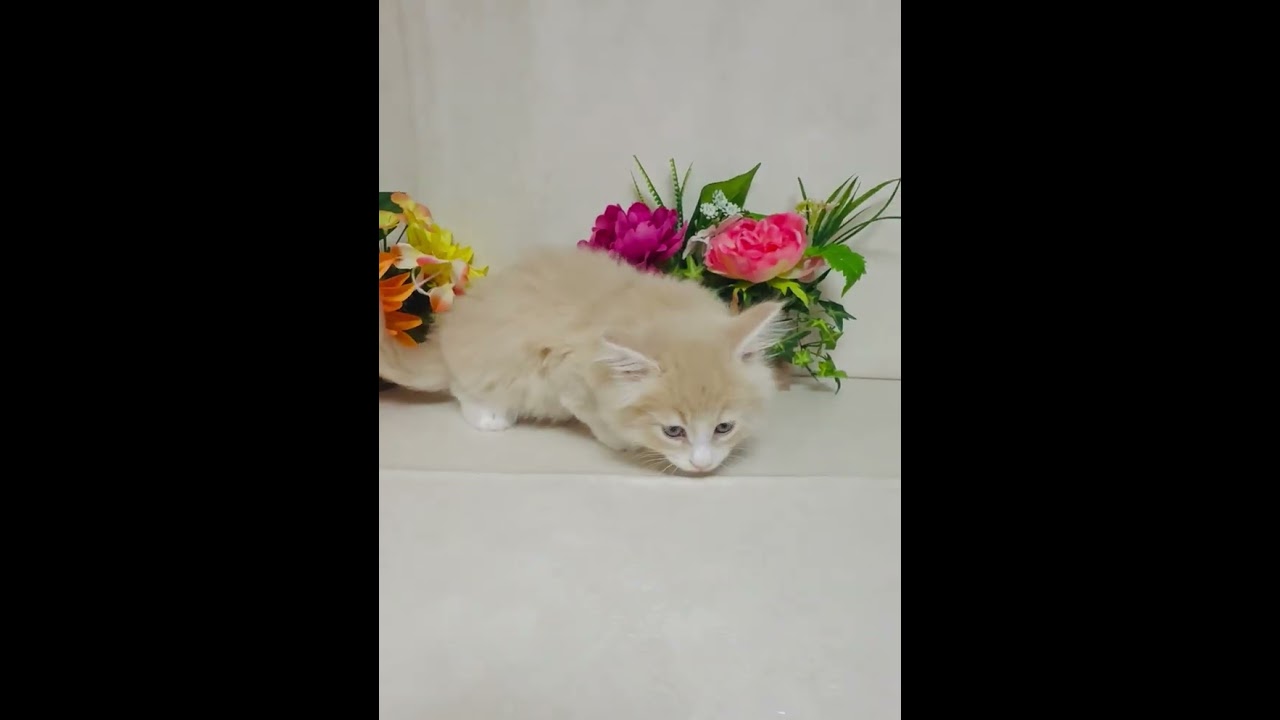 ノルウェージャンフォレストキャット ぬいぐるみのような男の子です🐈