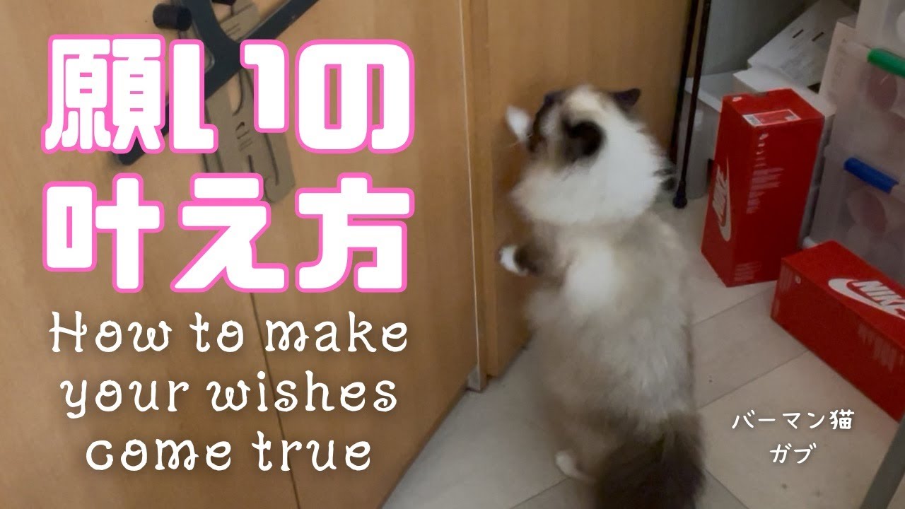 バーマン猫ガブとラフとウリ【願いの叶え方】How to make your wishes come true（バーマン猫）Birman/Cat