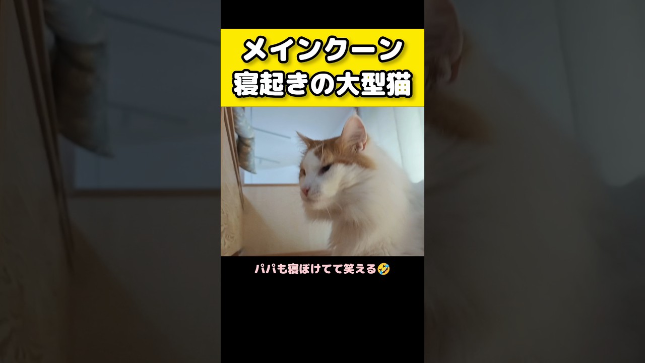 寝起き直後の猫 #メインクーン #猫 #猫のいる暮らし#cat #mainecoon #catlover​  #catshorts​ #cute​ #cutecat​ #fyp​