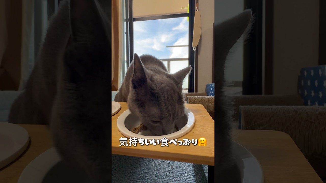 【ロシアンブルー】めろん新しい週の始まり🤗今朝もいい食べっぷりです🍈🥰【猫】#shorts