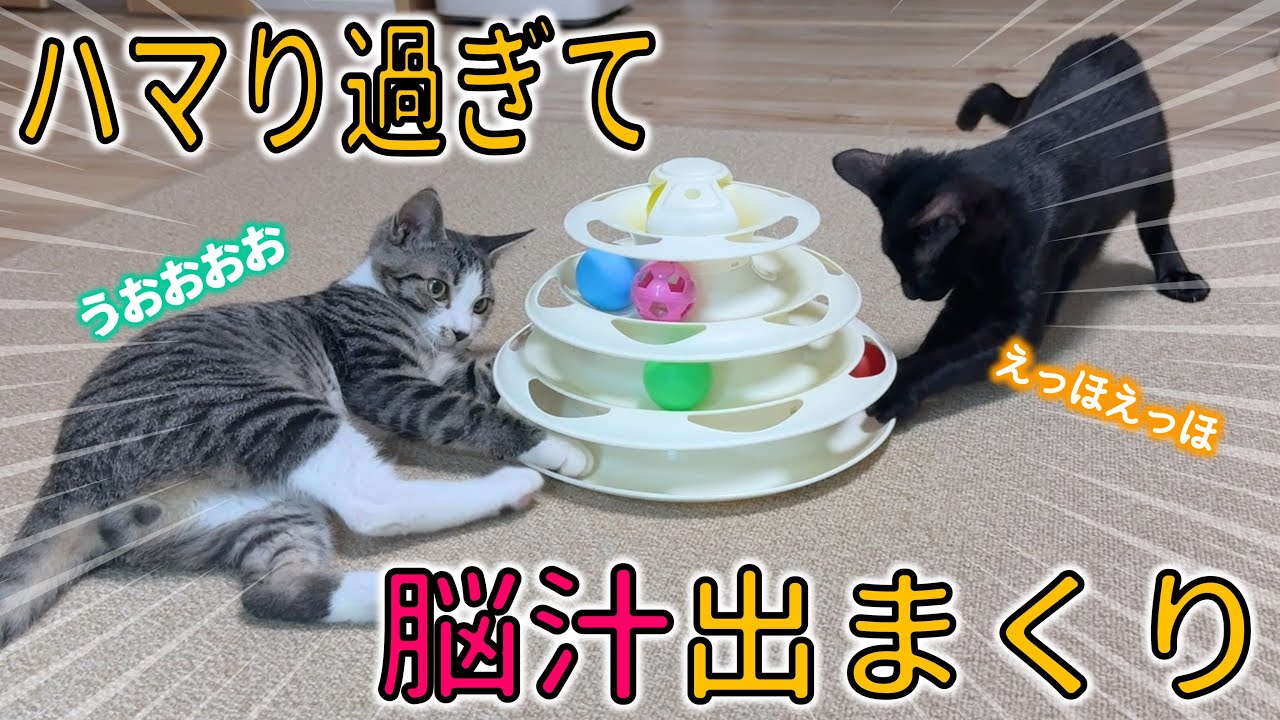 解禁！子猫が夢中になって遊ぶオモチャを与えたら…