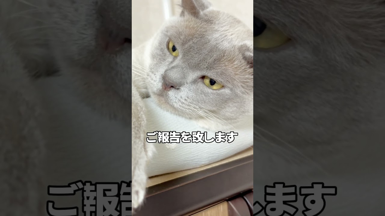 【重要】レイ☔️からのご報告 #猫 #cat #ヨーロピアンバーミーズ #猫のいる暮らし #ねこ #catshorts