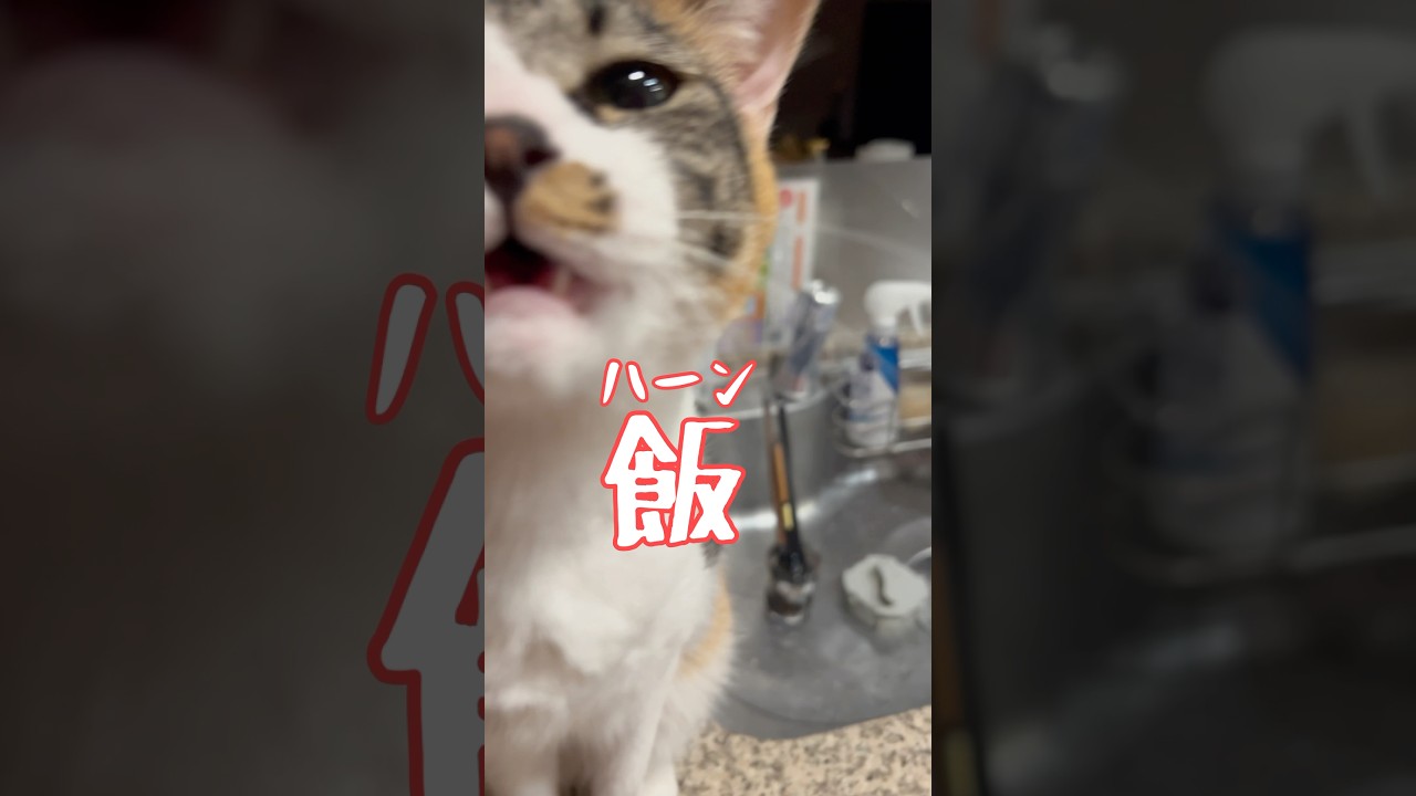 夜中にごはん欲しくなっちゃった猫 #shorts #cat #三毛猫 #猫のいる暮らし #保護猫