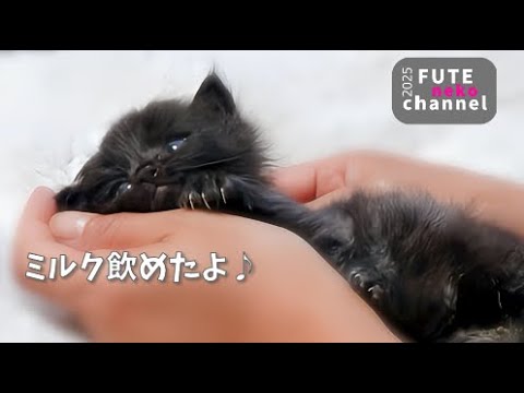 ギリギリで保護されて1日を乗り切った子猫【保護子猫】