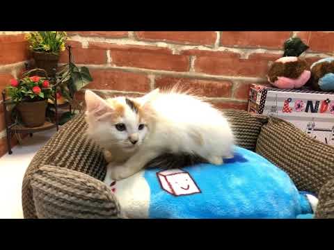 ペットショップCoo&RIKU　No.00498763 ターキッシュバン