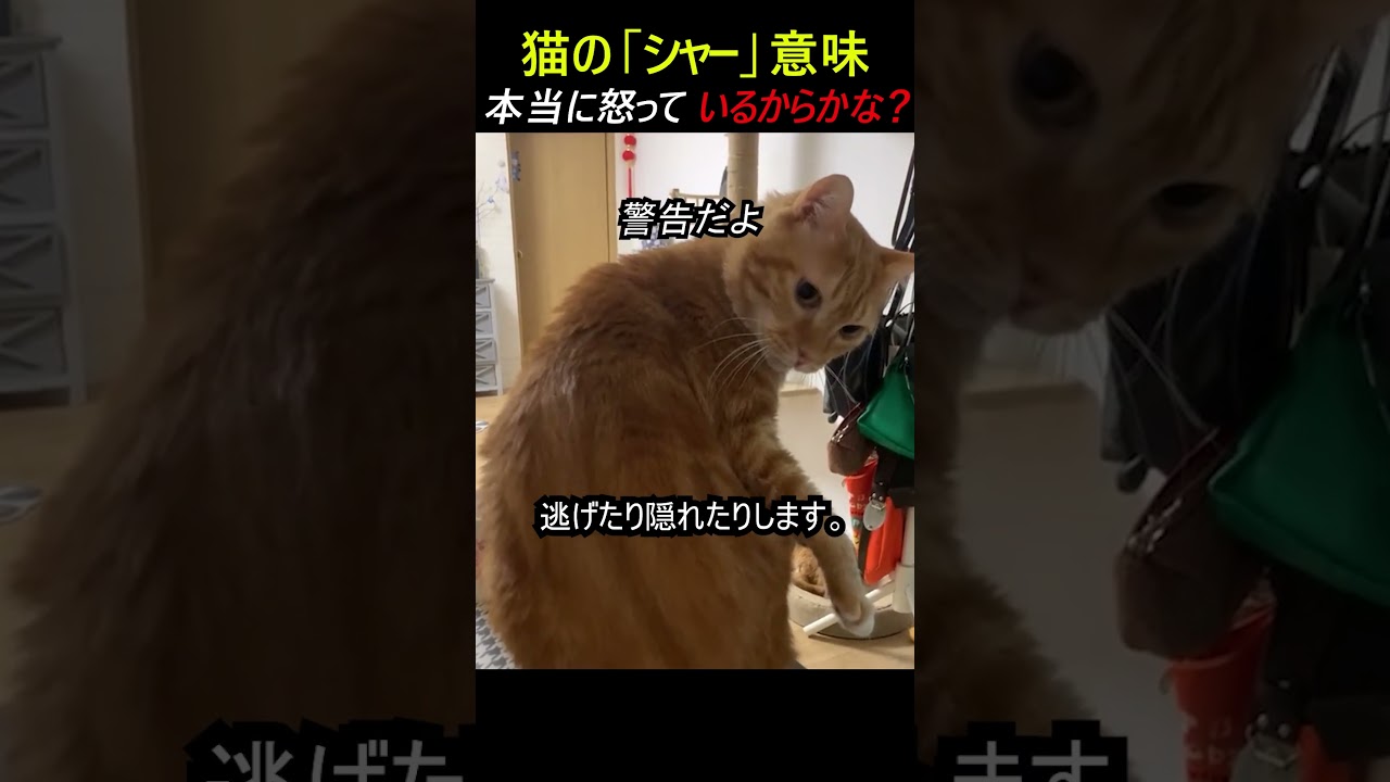 猫の  「シャー」  意味本当に怒って いるからかな？