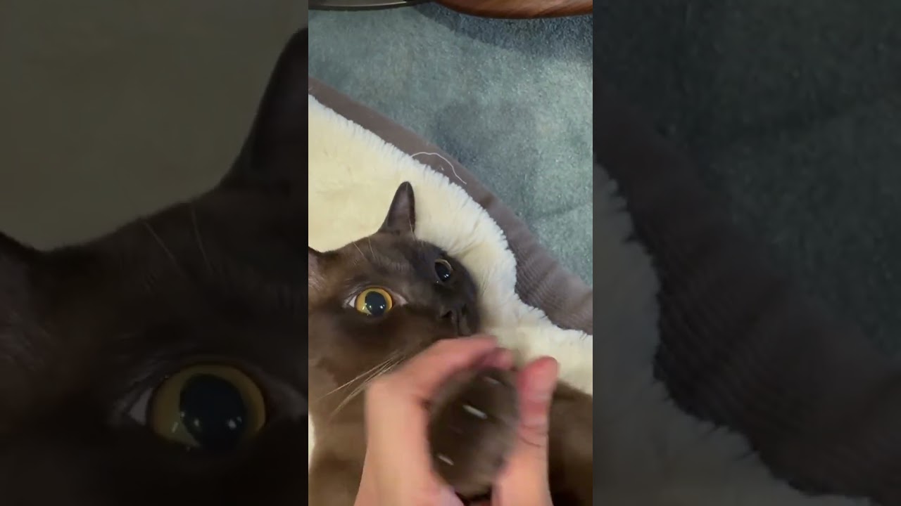 アメリカンバーミーズ とっても甘えん坊でかわいい男の子です😸✨