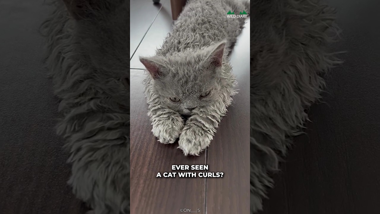 Selkirk Rex | Cat Breed You Might Not Heard Of